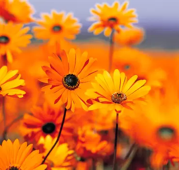 Lorem ipsum dolor sit amet